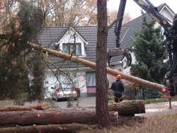 bomen rooien Liessel